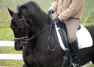 Friesian Hessel fan't Haskerfjild - Sold