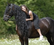 Friesian Hylke van 'e Sanharst - Sold