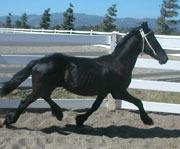 Friesian Jacob - Sold