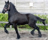 Friesian Jagoro - Sold