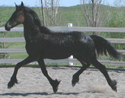 Friesian Jeltsje S. - Sold