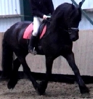 Friesian Knight Hawk - Sold