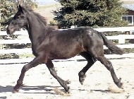 Friesian Laurant - Sold