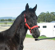 Friesian Lieuwe - Sold