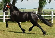 Friesian Lineke - Sold