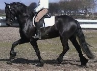 Friesian Liudger - Sold