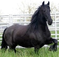 Friesian Lydia - Sold