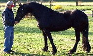 Friesian Mariska - Sold