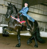 Friesian Hoera Boszorg - Sold