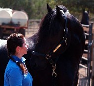 Friesian Gilliad - Sold