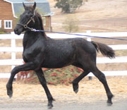 Friesian Nammen - Sold