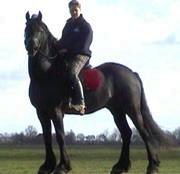 Friesian Nysbert fan fjildsicht - Sold