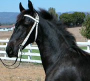 Friesian Opal - Sold