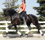 Friesian PRADA STER - Sold