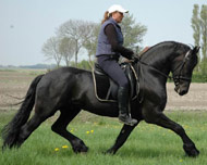 Friesian Ransom - Sold