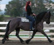 Friesian Gia - Sold