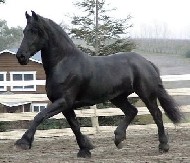 Friesian Rossini - STER - Sold