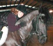 Friesian Sinbad - Sold