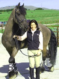 Friesian Sjimmy - Sold