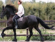 Friesian Stella - Sold