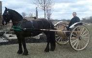 Friesian Sylvia - Sold