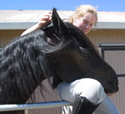 Friesian Taco - Sold
