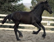 Friesian Thiadmar - Sold