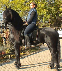 Friesian Thomas - Sold