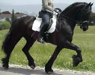 Friesian Thomas BSF - Sold