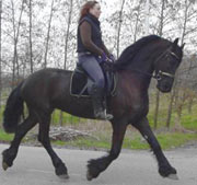 Friesian Tibe - Sold