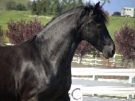 Friesian Tiffany - Sold