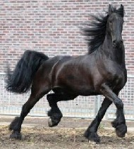 Friesian Tobias - Sold