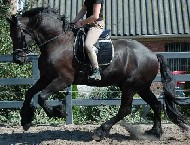 Friesian VICTOR - Sold