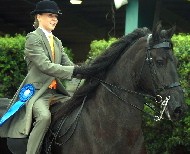 Friesian Waeltje STER - Sold