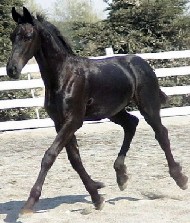 Friesian Wellington - Sold