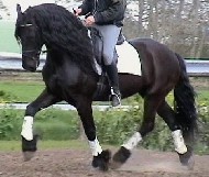 Friesian Wibo - Sold