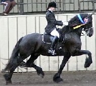 Friesian Wiebren - Sold