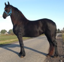 Friesian Wieteke H - Sold