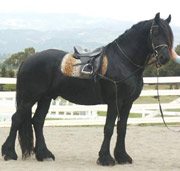 Friesian Wietse H - Sold