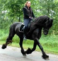 Friesian Wout - Sold