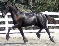 Friesian Yasmin - Sold