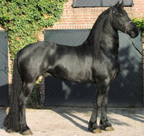 Friesian Yke - Sold