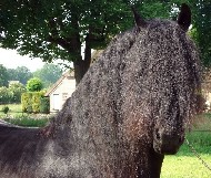 Friesian Yvar - Sold