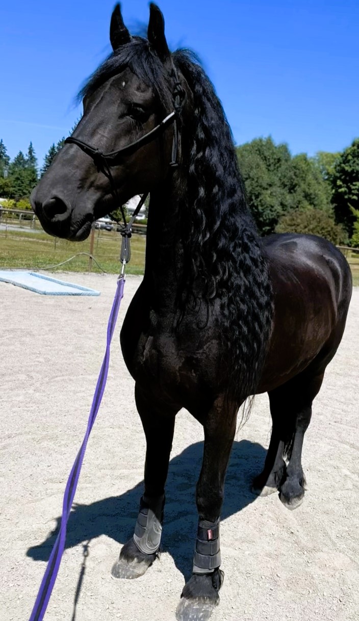 Friesian ECLIPSE BSF - Sold