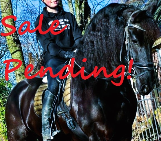 Recently Sold Friesian ELLIS 