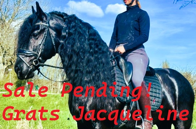 Recently Sold Friesian MARCO 
