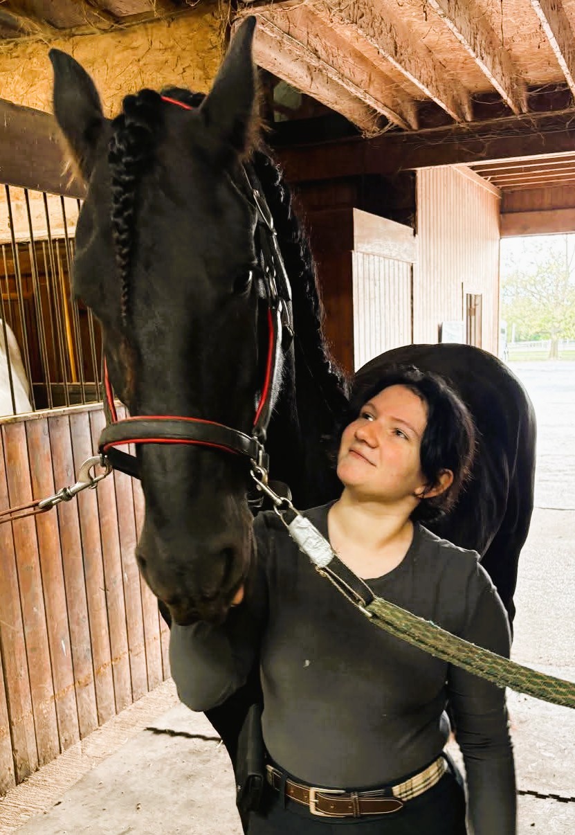 Friesian ELIJAH STER - Sold