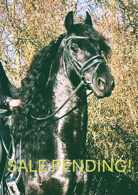 Friesian NOIR - Sold