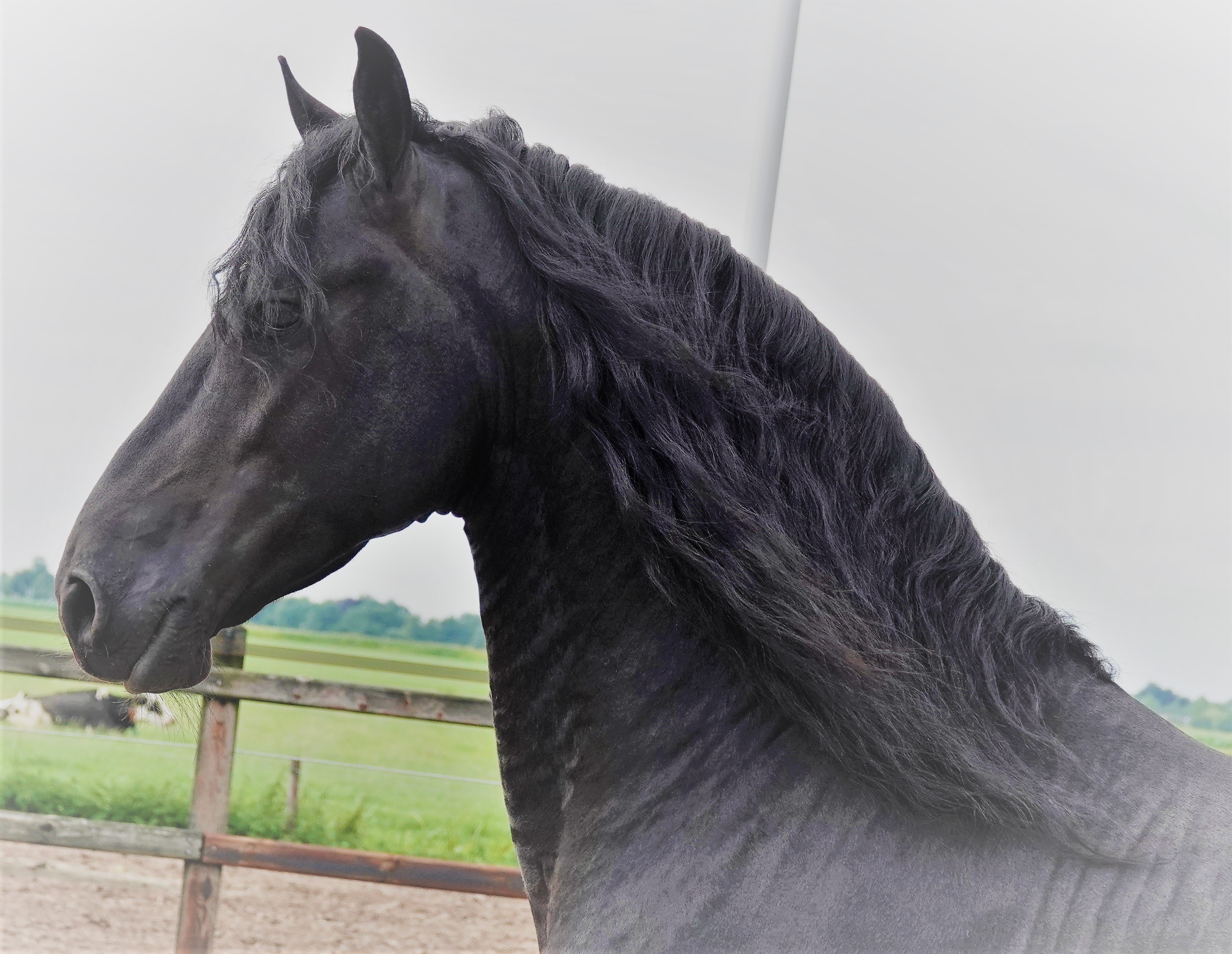 Friesian AIDEN STER AAA - Sold
