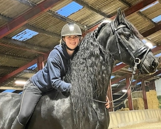 Friesian NASH STER - Sold